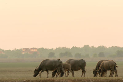 Horses grazing in a field