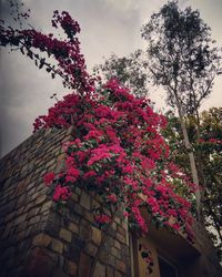 Low angle view of pink flowering tree by building against sky