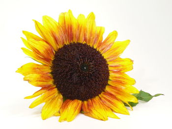 Close-up of sunflower against white background