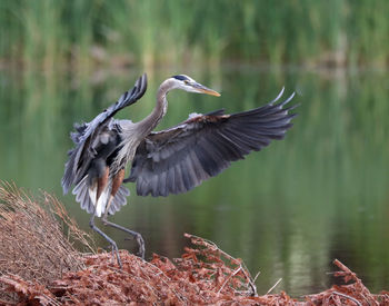 Bird flying over lake