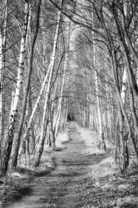 Dirt road amidst trees in forest