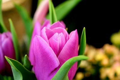 Close-up of pink flowers blooming outdoors