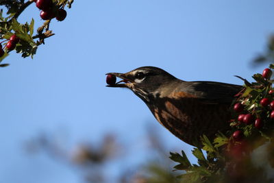 Low angle view of bird perching on branch against sky