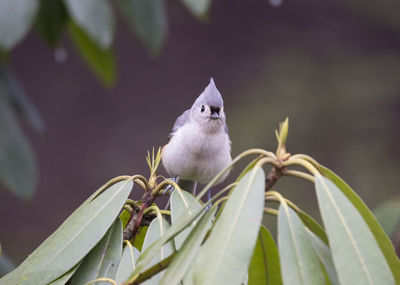 Tufted titmouse