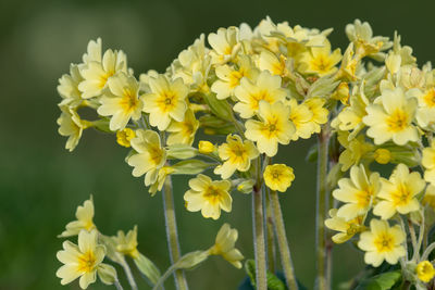 Close up of oxlip flowers in bloom