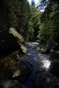 Stream flowing through rocks in forest