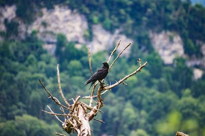 Close-up of bird perching on tree