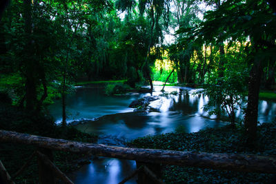 Scenic view of river flowing in forest