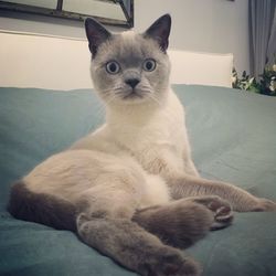 Portrait of cat sitting on sofa at home