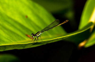 Close-up of damselfly on plant