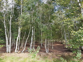 View of trees in forest