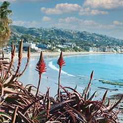 Plants by sea against sky