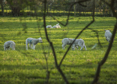 Sheep in a field, the peak district 