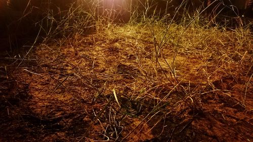 Close-up of grass on field at night