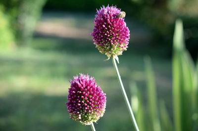 Close-up of pink flowering plant on field