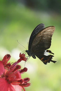 Close-up of butterfly pollinating on flower