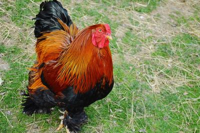 Close-up of rooster on land