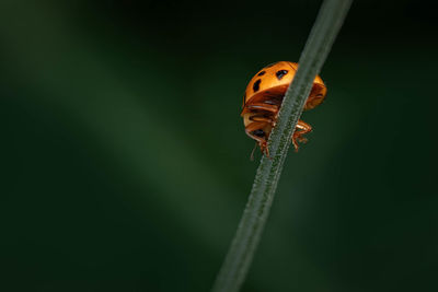 Close-up of ladybug on plant