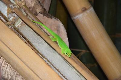 Close-up of caterpillar on wood