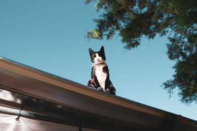 Low angle view of a cat