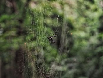 Close-up of spider on web