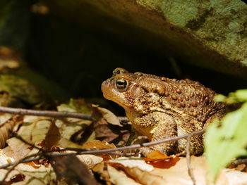 Woodland toad waiting for its prey under a rock.