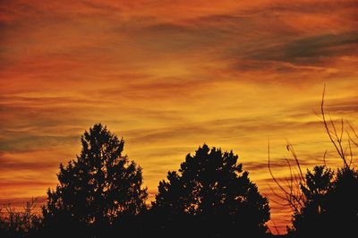 Silhouette trees against orange sky