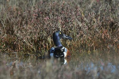 View of bird in lake