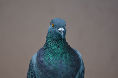 Close-up of bird