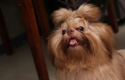 Close-up of dog sticking out tongue at home