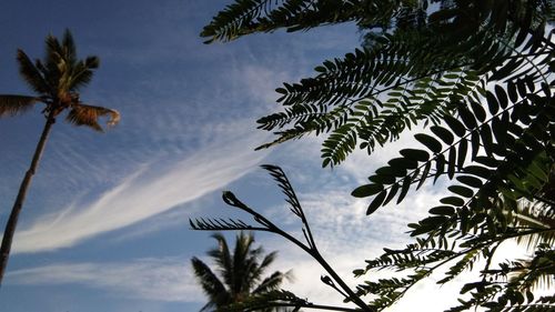 Low angle view of coconut palm tree against sky