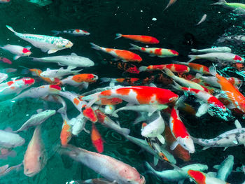 View of koi carps swimming in pond