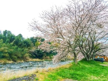 Trees growing on landscape