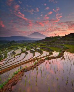 Scenic view of terraced field against sky during sunset