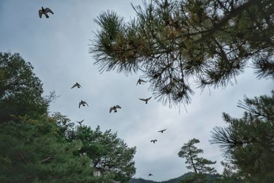 Low angle view of birds flying in the sky