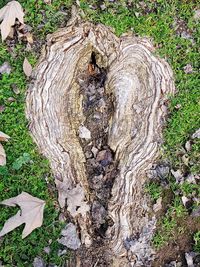 tree stump