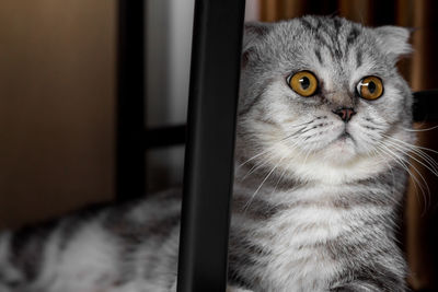 Close-up portrait of a cat looking away