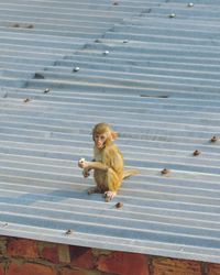 Monkey sitting on rock