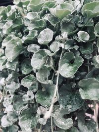 Full frame shot of wet leaves during winter