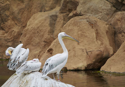 Three pelicans on a rock, water sunny, calm