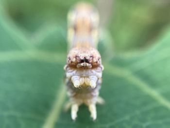 Close-up of spider on plant