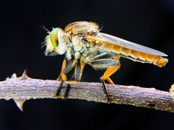 Close-up of robber fly on stem