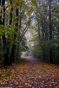 Road amidst trees in forest during autumn