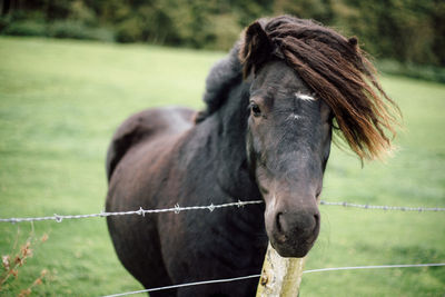 Close-up of horse on field