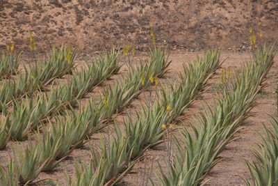 Plants growing on field