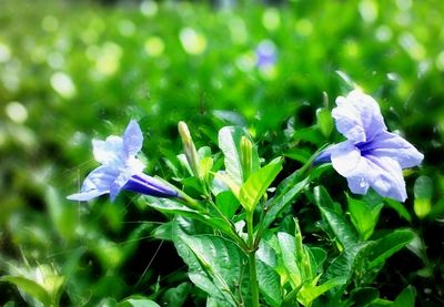 Close-up of purple flowers blooming outdoors