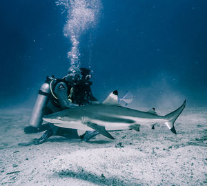 View of fish swimming in sea