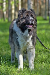 Portrait of dog on field