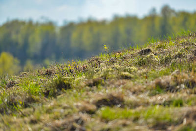 Close-up of moss growing on land