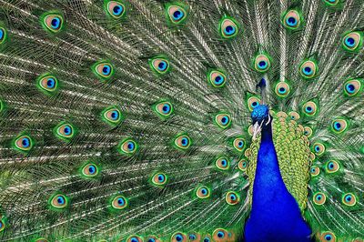 Close-up of peacock with fanned out feather